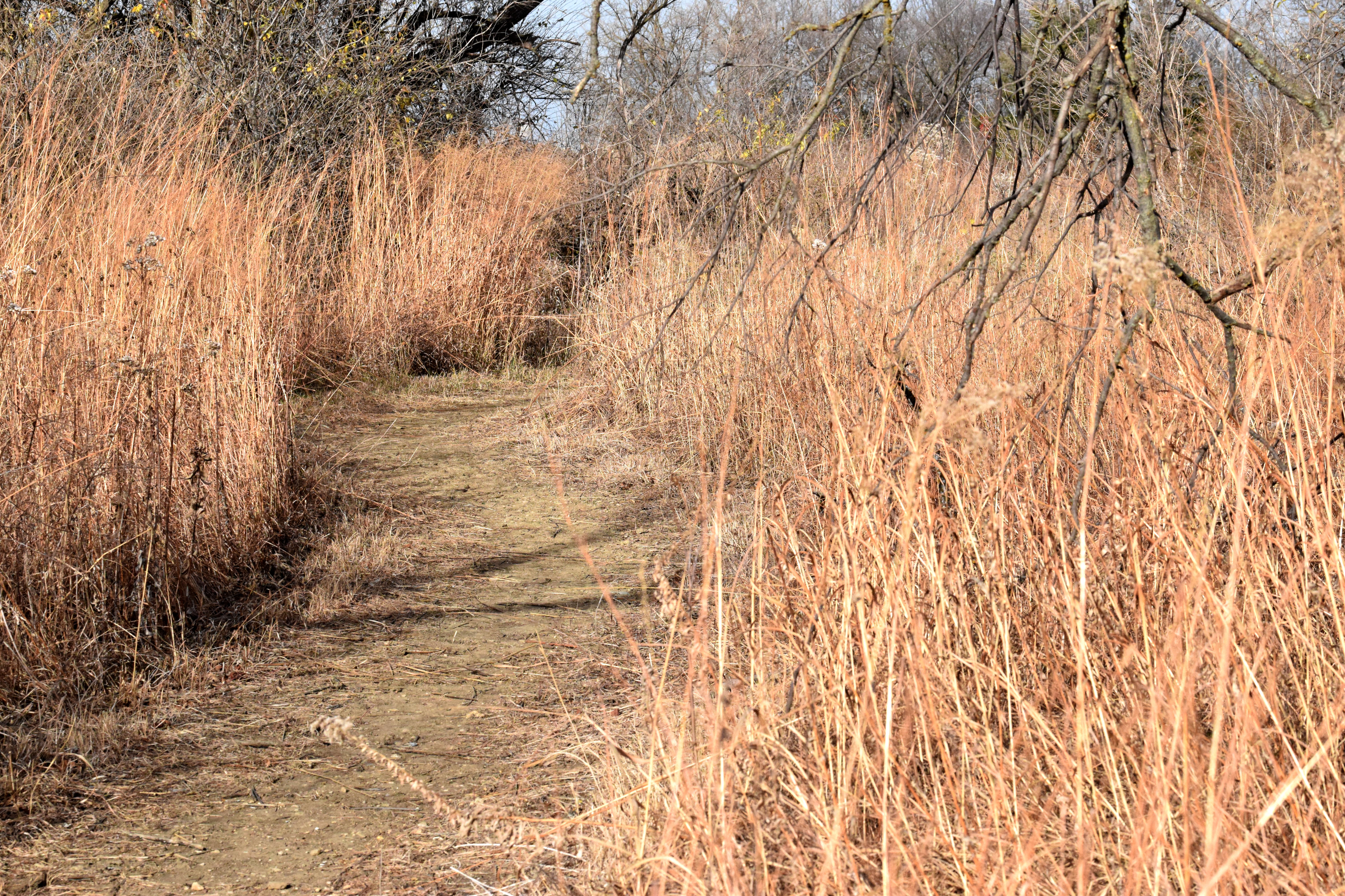 Trail through native grasses t